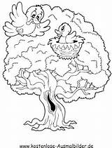 Baum Vogelnest Ausmalen Ausmalbild Voegel Vögel sketch template