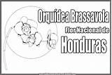 Honduras Brassavola Hondura Orquídea Nicaragua Imagui Tipicos Colorea Orquidea Tus sketch template