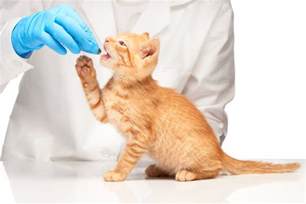 alternative ways  give  cat medicine kelley ross pharmacy group