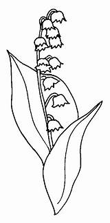 Muguet Coloriage Illustration 1er Coloriages Nounouduveron sketch template