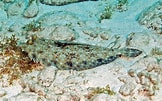 Image result for "bothus Lunatus". Size: 162 x 101. Source: www.sciencephoto.com
