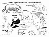 Coloring Carnivores Pages Carnivore Drawing Animals Kids Pdf Printing Educational Nature Getdrawings Exploringnature Bear Mountain Choose Board sketch template
