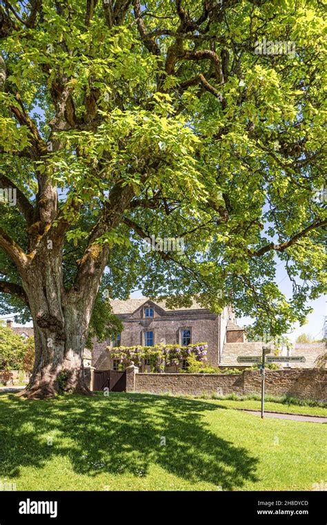 rectory viewed   huge sycamore tree   green