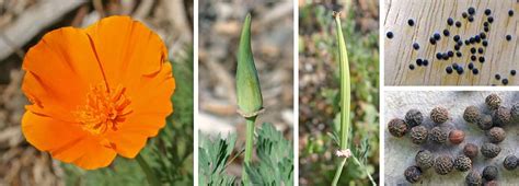 california poppy  lost herbs