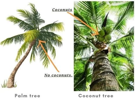 coconut tree  palm tree differences  identification gardenine