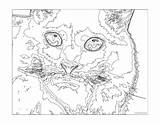 Coloring Number Color Pages Advanced Hard Difficult Adults Cat Printable Numbers Challenging Adult Really Mosaic Teenagers Extreme Colour Disney Paint sketch template