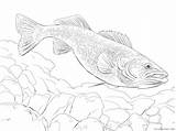 Freshwater Fish Sheets Coloring4free 2021 Coloring Animal Printable Pages 2246 sketch template
