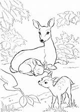 Coloring Deer Pages Harmonious Family Afkomstig Amzn Van Animal sketch template