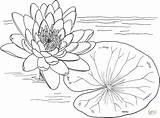 Nymphaea Ninfea Monet Stampare Supercoloring Waterlily sketch template