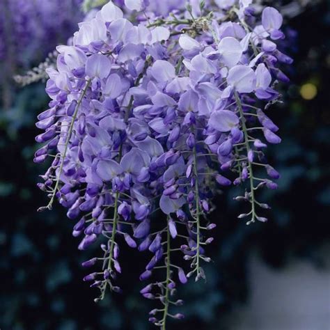 wisteria sinensis prolific 2 5l pot £26 99