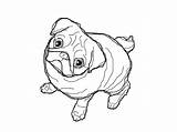 Coloring Pug Pages Printable Colouring Color Unicorn Pugs Dog Save sketch template