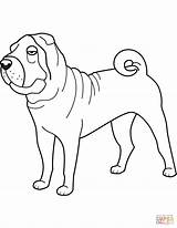 Coloring Shar Pei Funny Pages Sharpei Printable Drawing Categories sketch template