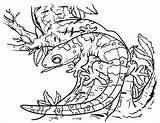 Gecko Coloring Pages Getcolorings Printable Color Museprintables sketch template