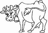 Kuh Ausmalbilder Malvorlagen Ausmalen Tiere Kinder Kuhkopf Cows Bauernhof Maerchen sketch template