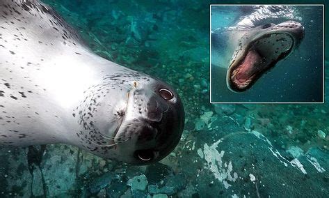 cute leopard seal   posing   camera leopard seal underwater photographer cute