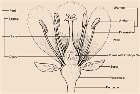 draw  diagram   flower    parts
