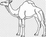 Camel Transparent Dromedary Coloring Drawing Book Clipart Background Hiclipart sketch template