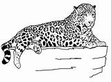 Jaguar Animaux Downloadable Inspirant Educative sketch template