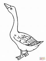 Goose Coloring Pages Geese Color Printable Clipart Baby Kids Web Embroidery Library Popular Program Choose Board Sheets Coloringhome 38kb 1600px sketch template
