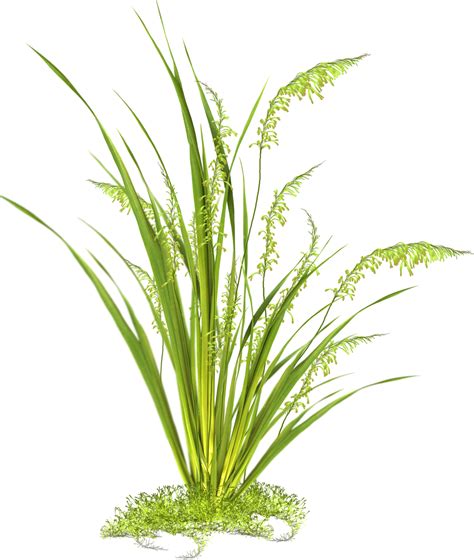 tall grass png clipart images cutout  photoshop