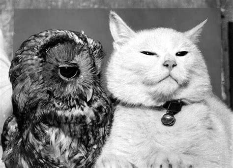 owl white cats furry friend