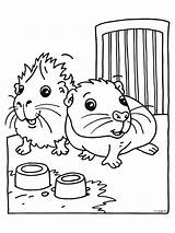 Meerschweinchen Guinea Hamster Pigs Malvorlagen Rodent sketch template