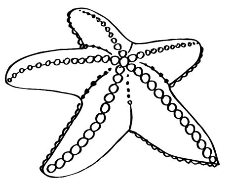 starfish coloring pages  printable coloringfolder  animal