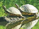 Afbeeldingsresultaten voor Indische dakschildpad. Grootte: 137 x 103. Bron: www.hindustantimes.com