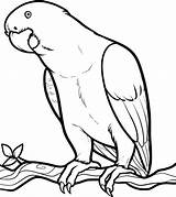 Coloring Pages Lorikeet Rainbow Drawing Bird Choose Board Draw Parrot sketch template