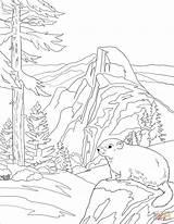 Marmot Ausmalbilder Murmeltier Supercoloring Ausmalbild Bellied sketch template