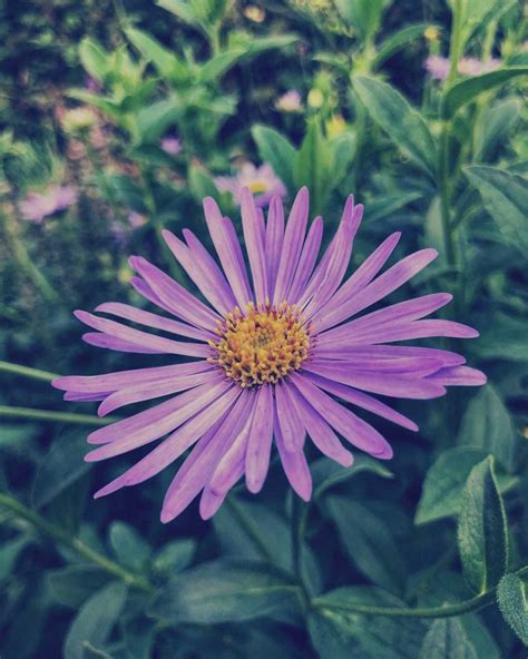 aster flower meaning discover  true meanings   beautiful flower