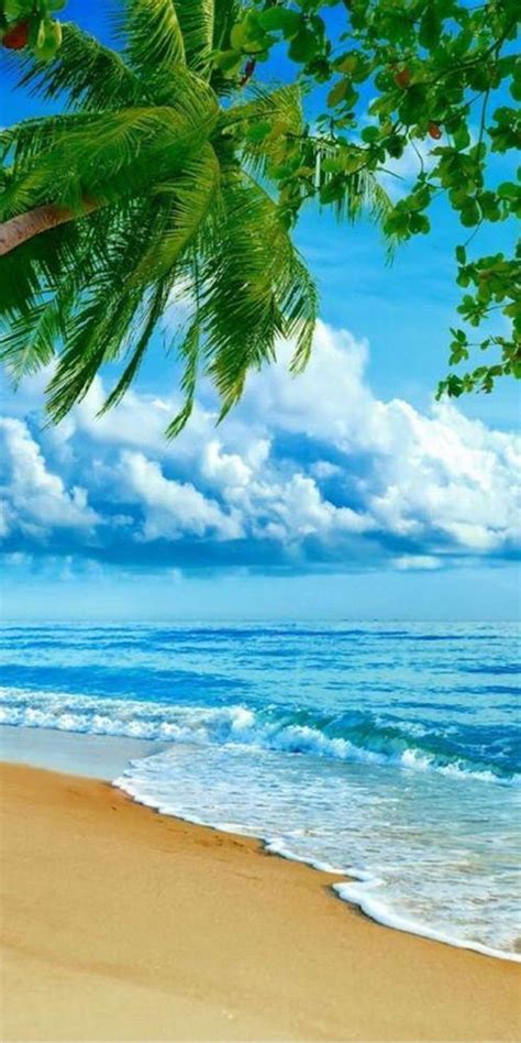 pic of the day bright 🌴🌊 beach tropics paradise oasis escape beaches