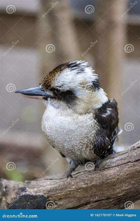 australian laughing bird stock image image  animal