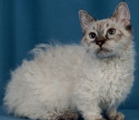 ultimate cat hybrid cats  skookum