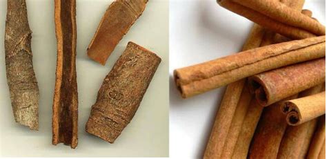 difference  cinnamon  cassia bark sangherb