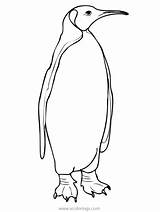 Emperor Penguin Xcolorings sketch template