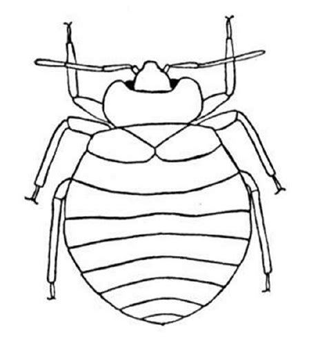 printable pictures  insects   clip art  clip art