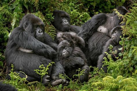 gorilla families  congo congo gorilla safaris gorilla tours