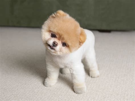 cute small dog breeds biological science picture directory pulpbitsnet
