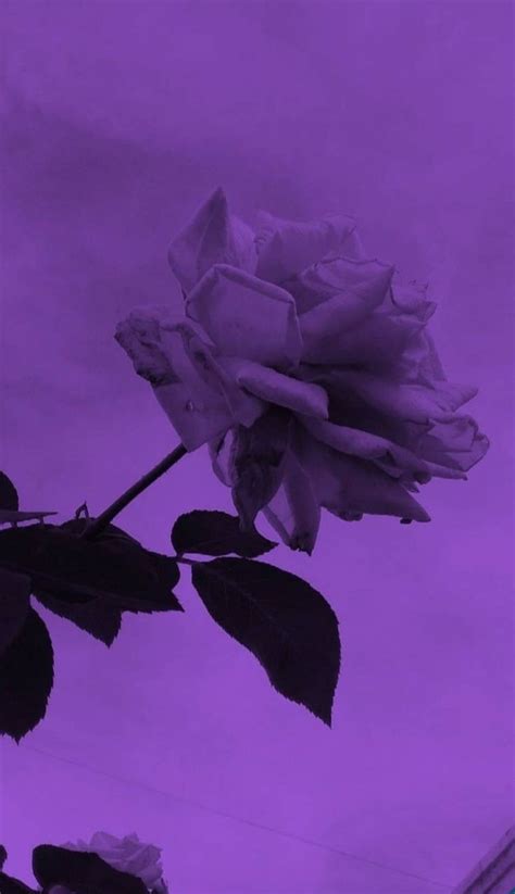 pin by melissa on hintergrund purple aesthetic lavender aesthetic