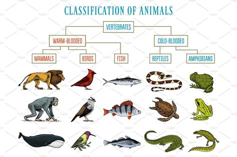 classification  animals reptiles amphibians mammals birds crocodile