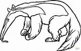 Hormiguero Oso Anteater sketch template