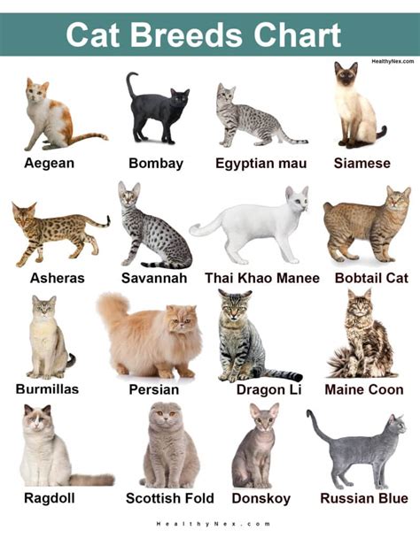 cat breed chart rare common  continents