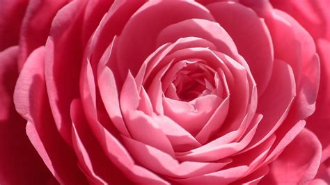 wallpaper pink rose close up hd flowers 4226 wallpaper for iphone android mobile and