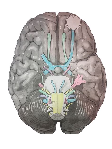 the cranial nerves diagram quizlet