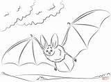 Bat Coloring Big Eared Pages Bats Drawing Townsend Printable Easy Paper sketch template