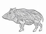 Wild Boar Vector Stock Illustration Adults Coloring sketch template