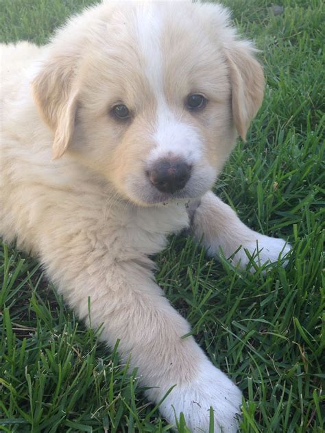 beautiful great pyrenees lab mix   weeks lab mix puppies