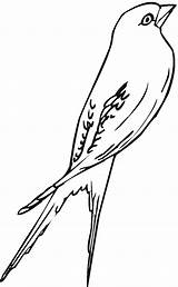 Passaros Passaro Zwaluw Kleurplaat Swallow sketch template