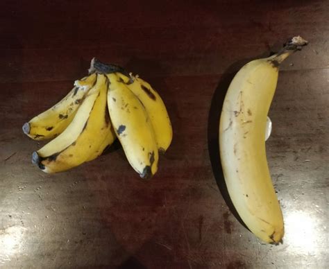 mini bananas compared   regular banana rmildlyinteresting